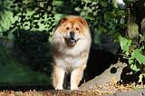 CHOW CHOW 356